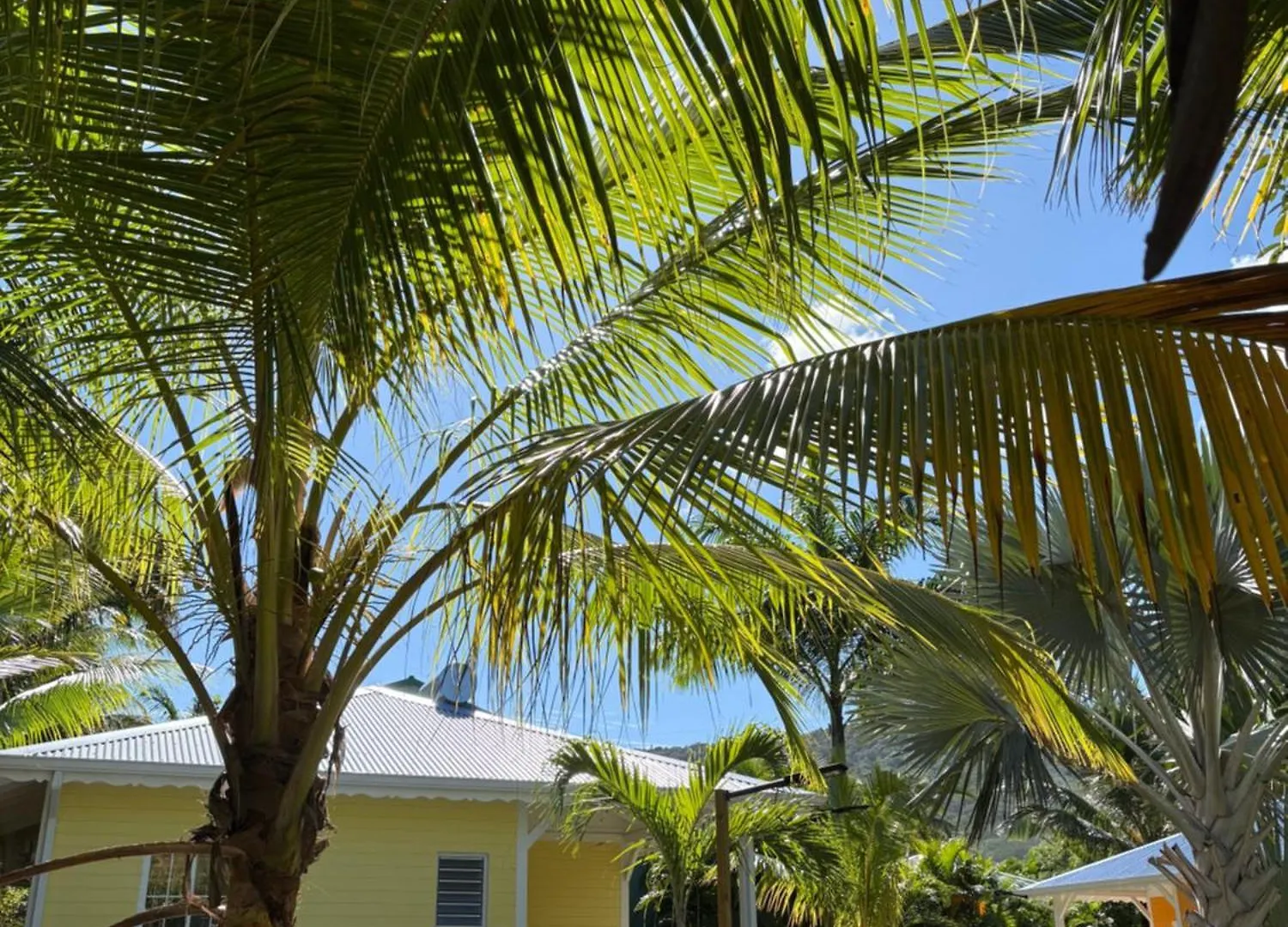 Le Paradis De La Guadeloupe 黑角 0*,