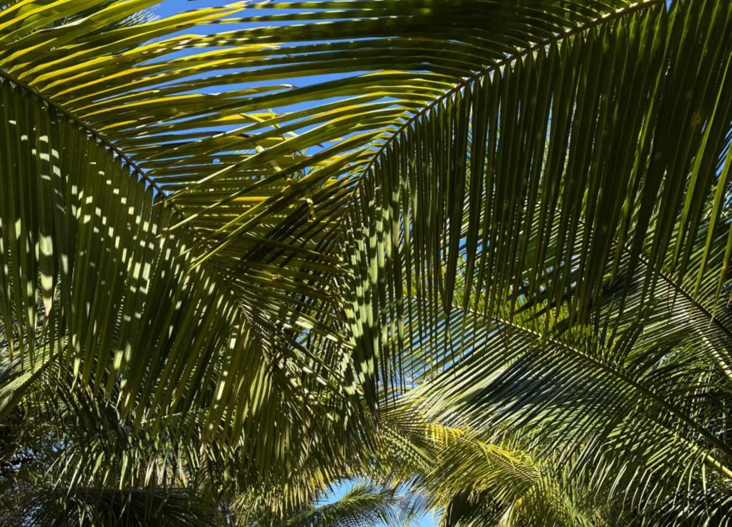 Le Paradis De La Guadeloupe 黑角 别墅