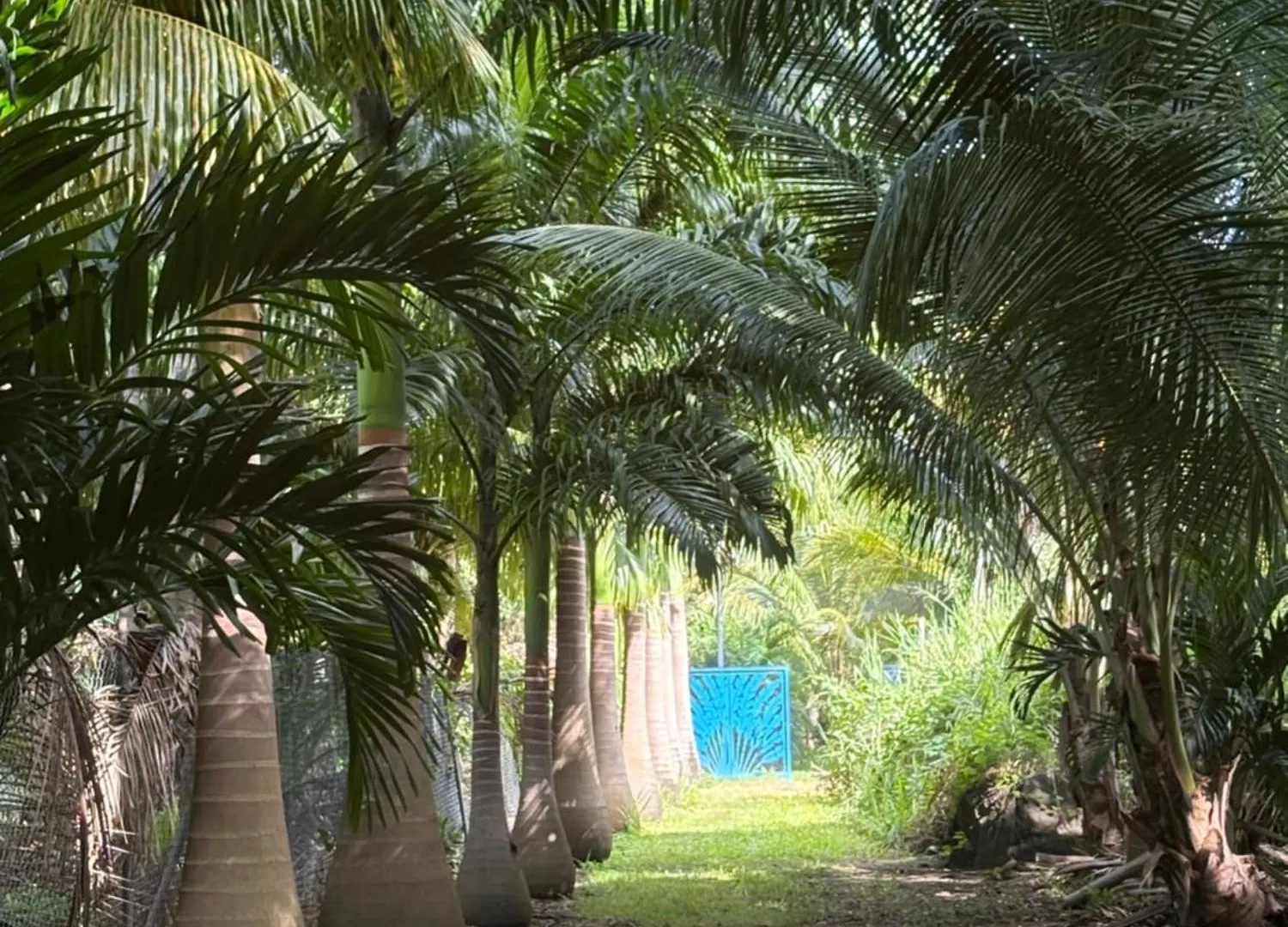别墅 Le Paradis De La Guadeloupe 黑角 瓜德罗普