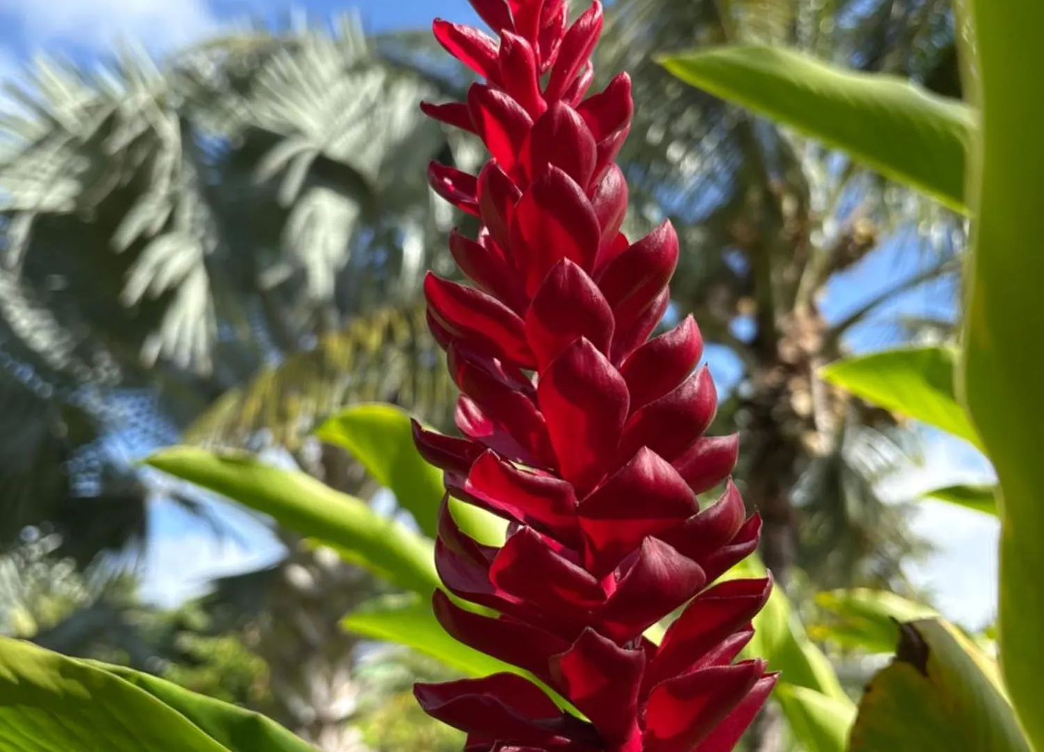别墅 Le Paradis De La Guadeloupe 黑角 瓜德罗普