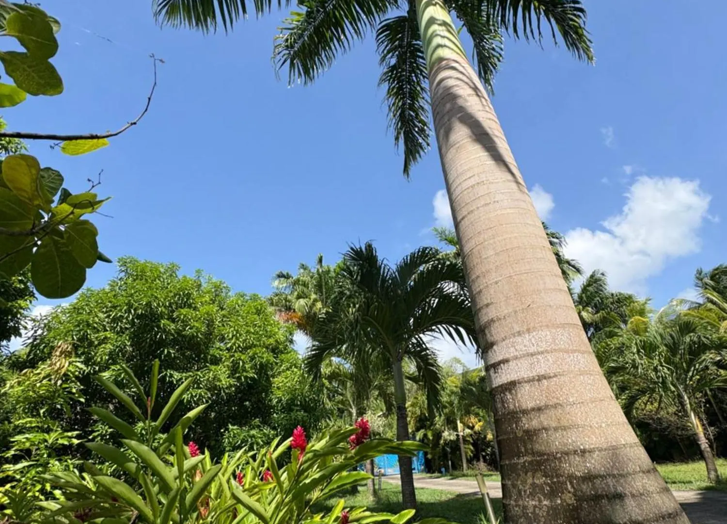 Le Paradis De La Guadeloupe 黑角 0*,
