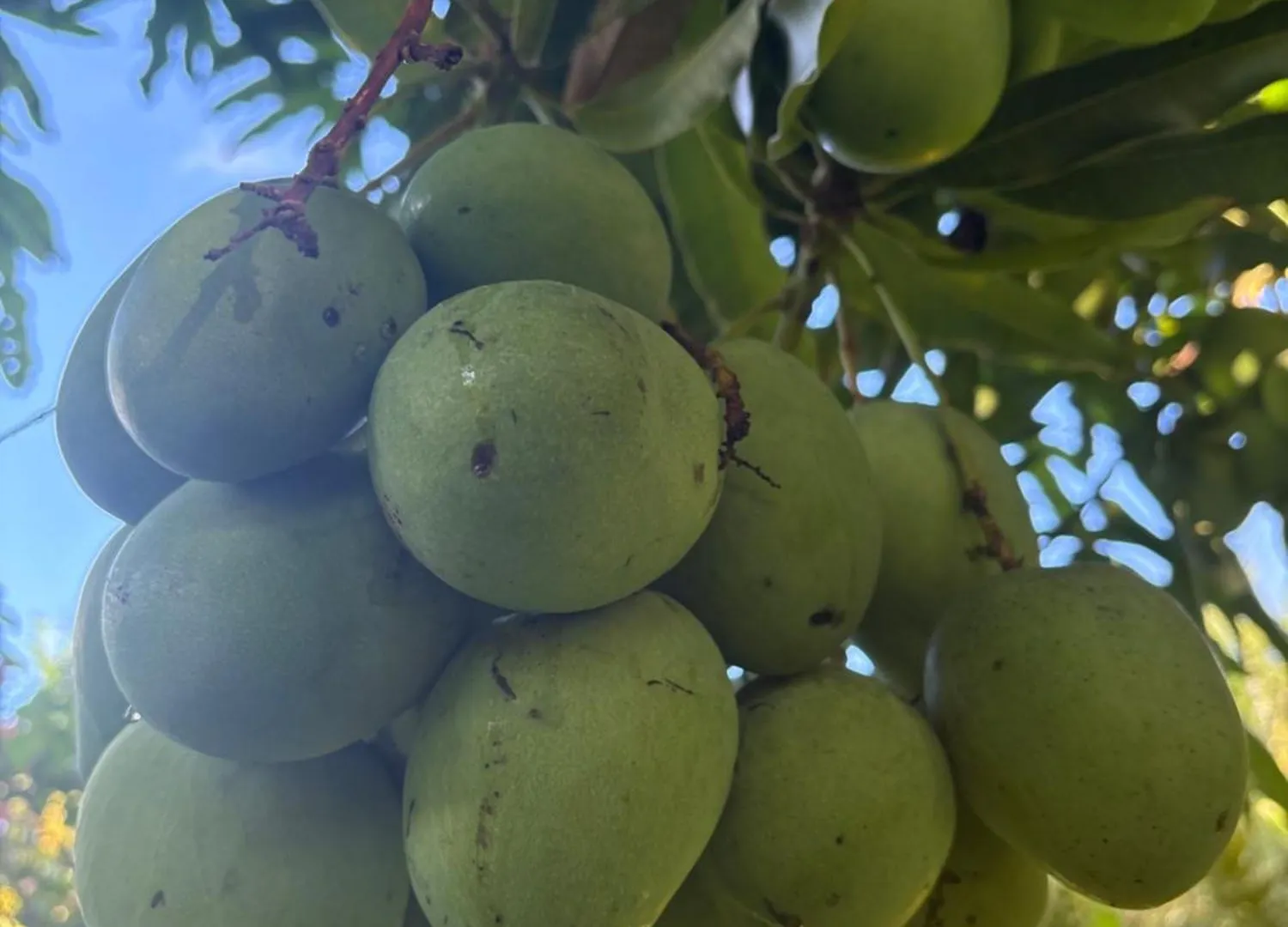 Le Paradis De La Guadeloupe 黑角 0*,  瓜德罗普