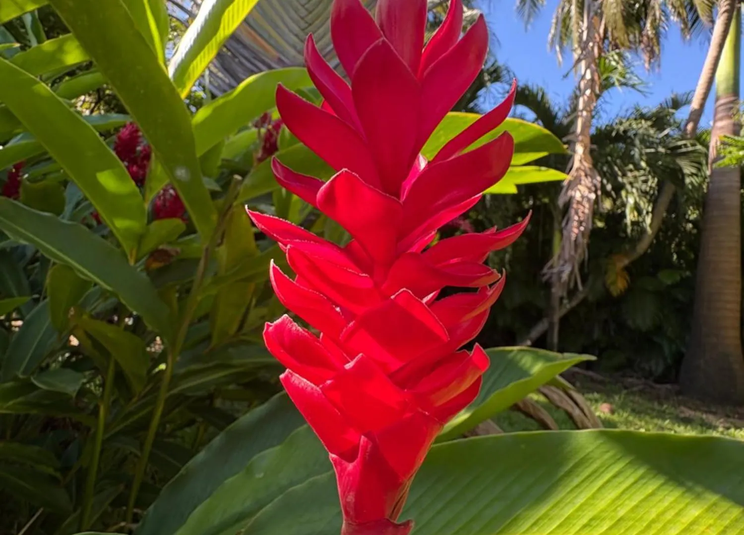 Le Paradis De La Guadeloupe 黑角 别墅